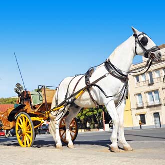 Wit paard voor een koets in Sevilla
